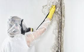 Best Biohazard Mold Removal  in Tolono, IL